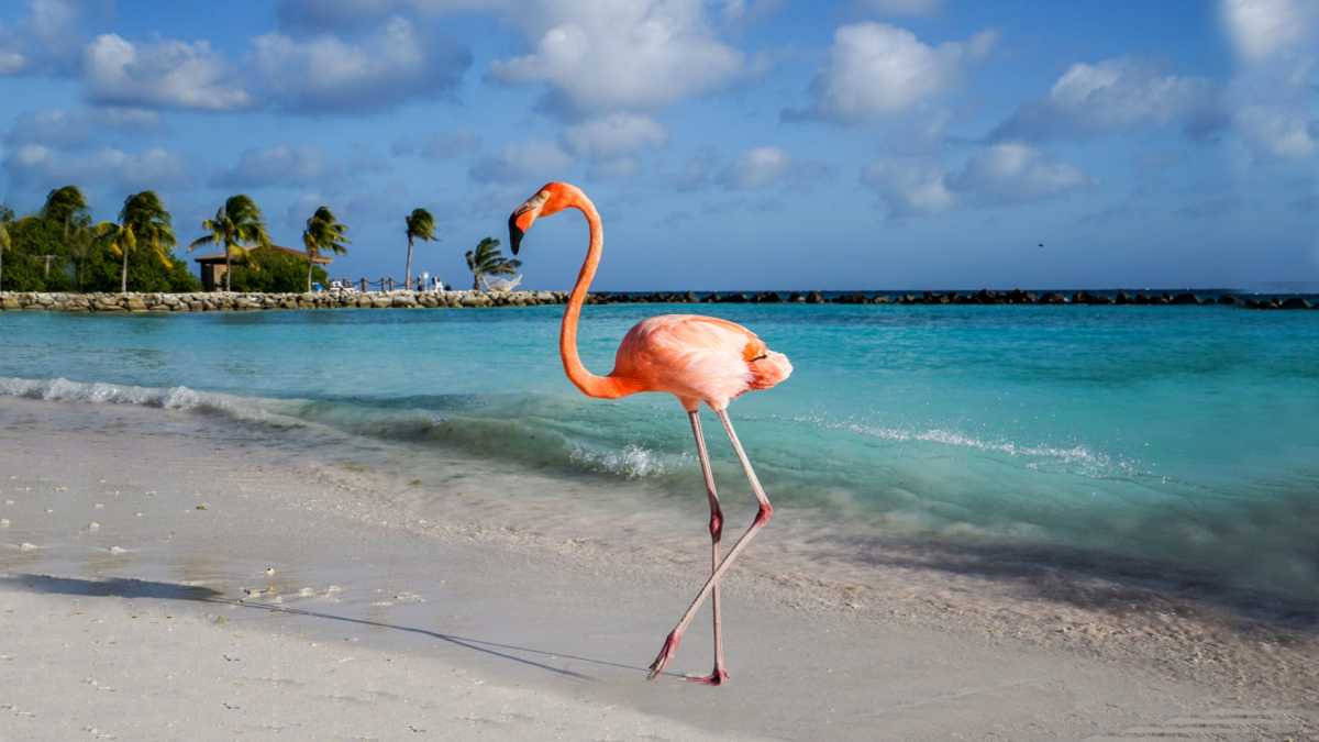 5 Helpful Tips for Your First Trip to Aruba